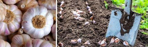 Как нужно посадить чеснок на зиму. БЛАГОПРИЯТНАЯ ПОСАДКА САЖЕНЦЕВ ОЗИМОГО ЧЕСНОКА