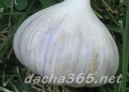 Какие сорта чеснока будут наиболее популярными в 2025 году. Самые популярные сорта