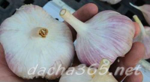 Какие сорта чеснока будут наиболее популярными в 2025 году. Самые популярные сорта