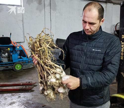 Как изменится потребление чеснока к 2025 году и как это повлияет на правила высадки. НУЖНА МЕХАНИЗАЦИЯ, НО...