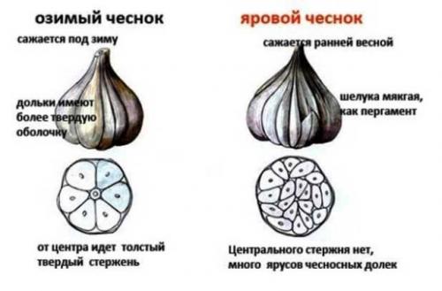 Какие сорта чеснока лучше высаживать осенью 2025 года. Когда планировать посадку чеснока осенью 2025 года