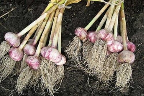 Как определить, что чеснок готов к сбору в 2025 году. Когда в 2025 году можно убирать яровой чеснок, сборка с грядки и хранение