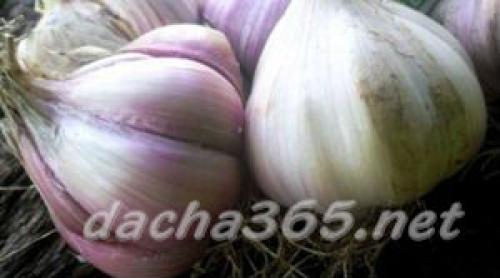 Какие сорта чеснока будут наиболее популярными в 2025 году. Самые популярные сорта