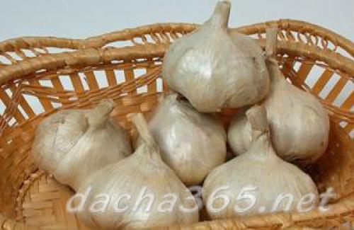 Какие сорта чеснока будут наиболее популярными в 2025 году. Самые популярные сорта