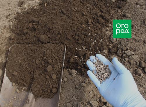 Посадка чеснока весной 2025: все, что нужно знать о выращивании этого популярного овоща 03