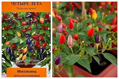 Сколько растет перец чили дома. Популярные сорта перцев для выращивания в доме