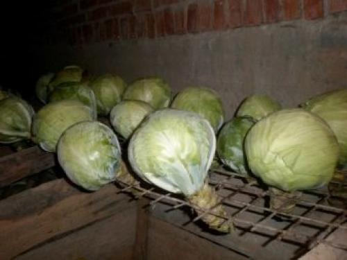 Как хранить белокочанную капусту в квартире. Как сохранить капусту разных разновидностей  05 Как хранить белокочанную капусту в квартире. Как сохранить капусту разных разновидностей  05