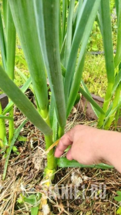 Озимый чеснок в 2025 году: как выбрать оптимальное время для посадки 19