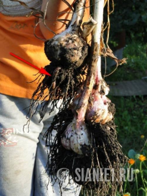 Озимый чеснок в 2025 году: как выбрать оптимальное время для посадки 25