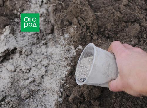 Зимний чеснок: простой способ посадить его в вашем саду 01