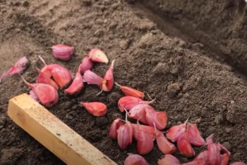 Какое время года лучше всего для посадки чеснока под зиму. Как и когда сажать чеснок под зиму в 2024 году: сроки, пошаговая инструкция и секреты посева