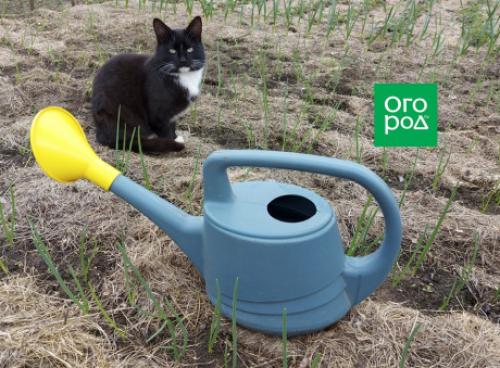 Какие условия нужно создать для успешного роста чеснока в октябре 2025 года. Когда поливать и подкармливать лук и чеснок по Лунному календарю в 2025 году