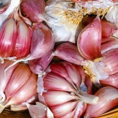 Какие особенности посадки озимого чеснока в 2025 году могут отличаться от предыдущих лет. Особенности и виды озимых сортов чеснока