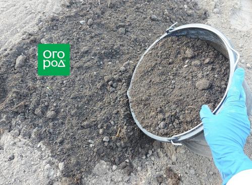 Успешная посадка озимого чеснока в 2025 году: основные рекомендации 01 Успешная посадка озимого чеснока в 2025 году: основные рекомендации 01