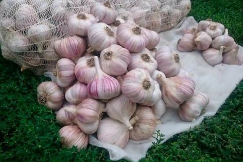 Какие сорта чеснока лучше выбрать для посадки осенью 2025 в Подмосковье. Яровые и озимые сорта чеснока для Московской области