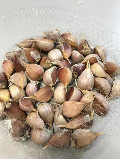 Зимний чеснок: простой способ посадить его в вашем саду 11