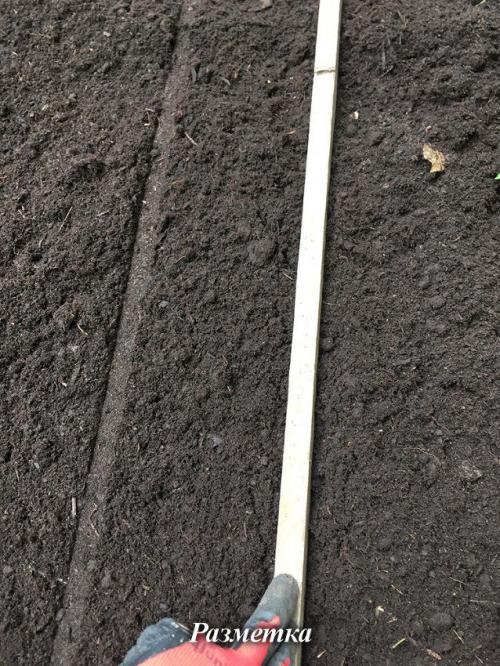 Зимний чеснок: простой способ посадить его в вашем саду 13