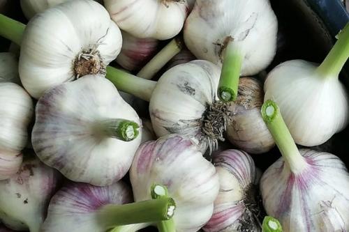 Какие сорта чеснока лучше выбрать для посадки осенью 2025 в Подмосковье. Яровые и озимые сорта чеснока для Московской области