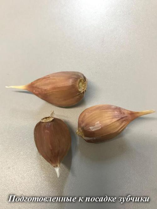 Зимний чеснок: простой способ посадить его в вашем саду 12