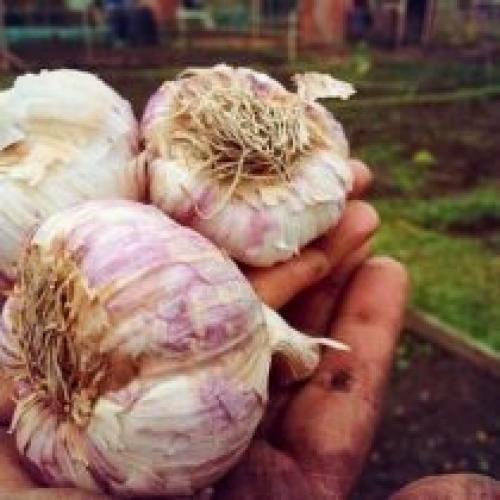 Какие особенности посадки озимого чеснока в 2025 году могут отличаться от предыдущих лет. Особенности и виды озимых сортов чеснока