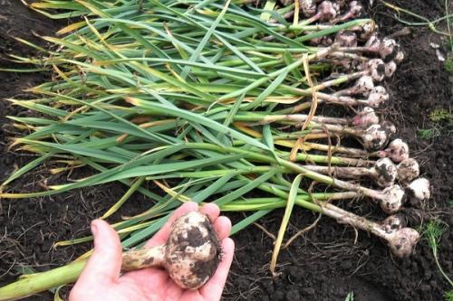 Какие сорта чеснока лучше выбрать для посадки осенью 2025 в Подмосковье. Яровые и озимые сорта чеснока для Московской области