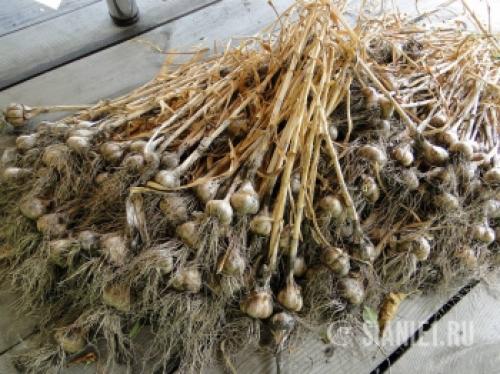 Озимый чеснок в 2025 году: как выбрать оптимальное время для посадки 26 Озимый чеснок в 2025 году: как выбрать оптимальное время для посадки 26