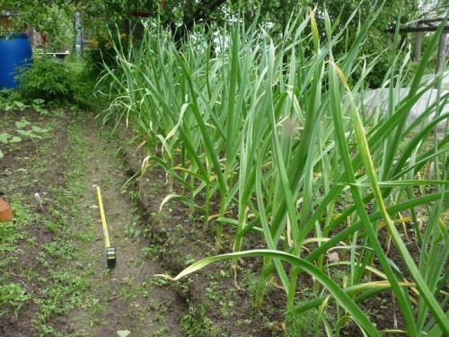 Какие методы ухода за озимым чесноком могут быть наиболее эффективными в 2025 году. Ошибки весеннего ухода за озимым чесноком, которые могут серьезно сказаться на качестве урожая