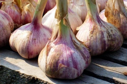 Какие сорта чеснока лучше выбрать для посадки осенью 2025 в Подмосковье. Яровые и озимые сорта чеснока для Московской области