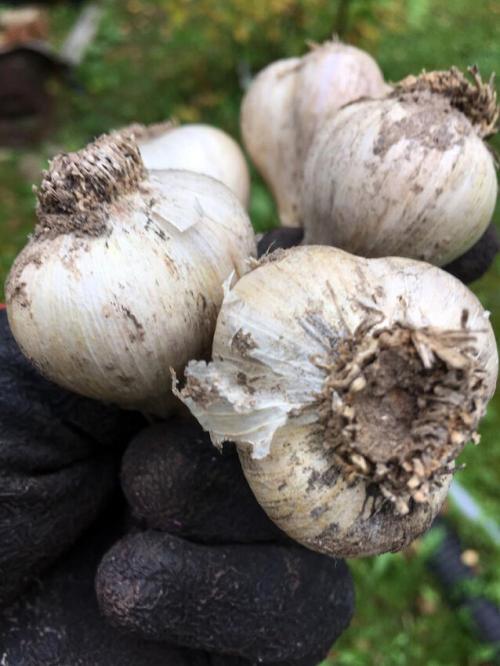 Зимний чеснок: простой способ посадить его в вашем саду 16