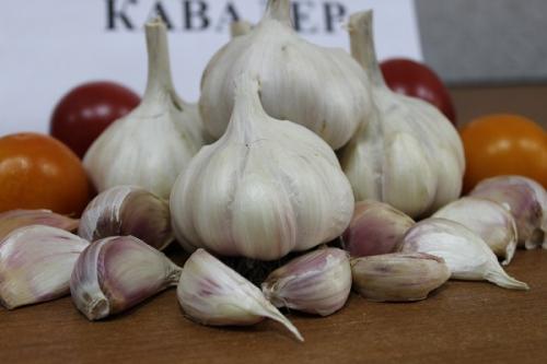 Какие сорта чеснока лучше выбрать для посадки осенью 2025 в Подмосковье. Яровые и озимые сорта чеснока для Московской области