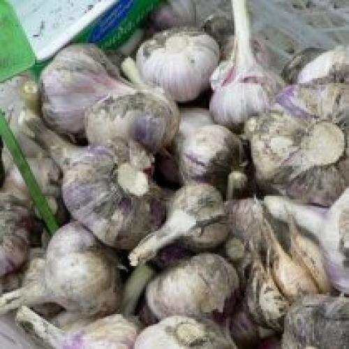 Какие особенности посадки озимого чеснока в 2025 году могут отличаться от предыдущих лет. Особенности и виды озимых сортов чеснока