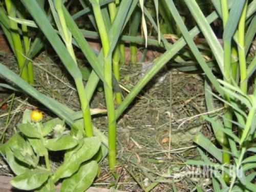 Озимый чеснок в 2025 году: как выбрать оптимальное время для посадки 16 Озимый чеснок в 2025 году: как выбрать оптимальное время для посадки 16