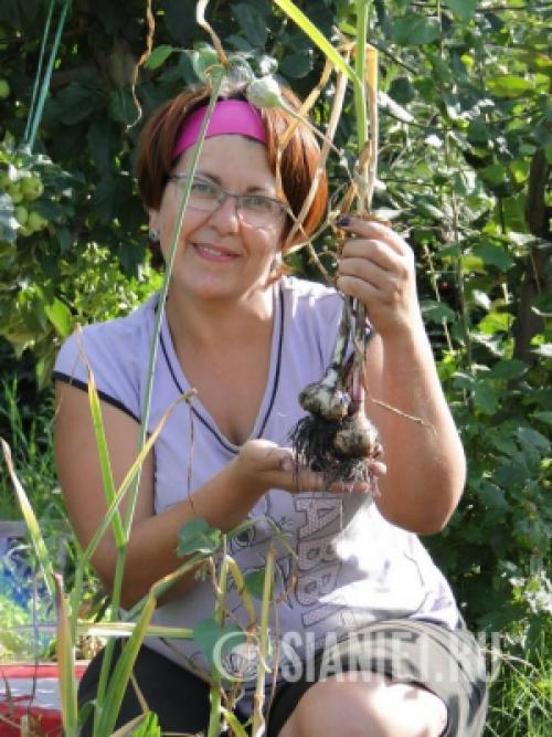 Озимый чеснок в 2025 году: как выбрать оптимальное время для посадки 24 Озимый чеснок в 2025 году: как выбрать оптимальное время для посадки 24