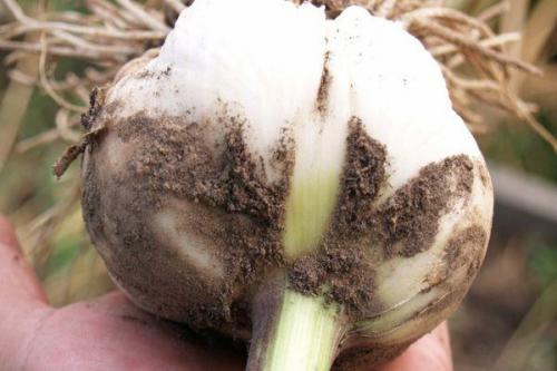 Как обеспечить достаточный урожай чеснока осенью 2025 в Подмосковье. Когда нужно выкапывать чеснок в московской области в 2025 году