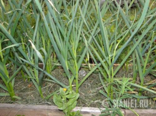 Озимый чеснок в 2025 году: как выбрать оптимальное время для посадки 15 Озимый чеснок в 2025 году: как выбрать оптимальное время для посадки 15