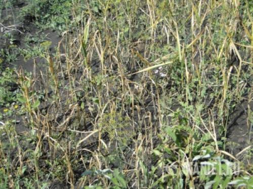 Озимый чеснок в 2025 году: как выбрать оптимальное время для посадки 21 Озимый чеснок в 2025 году: как выбрать оптимальное время для посадки 21