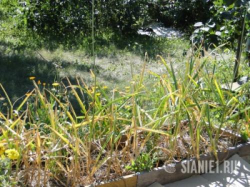 Озимый чеснок в 2025 году: как выбрать оптимальное время для посадки 20 Озимый чеснок в 2025 году: как выбрать оптимальное время для посадки 20