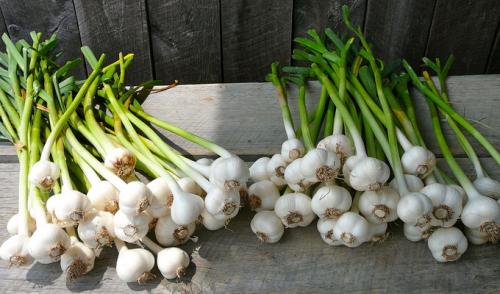 Какие условия почвы и климата необходимо обеспечить для успешного урожая озимого чеснока в 2025 году. Когда стоит высаживать озимый чеснок