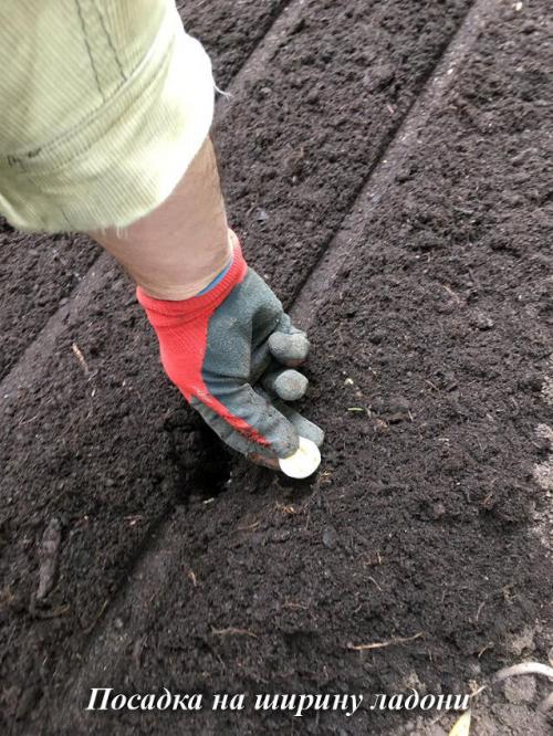 Зимний чеснок: простой способ посадить его в вашем саду 14