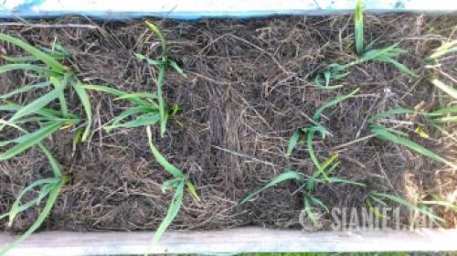 Озимый чеснок в 2025 году: как выбрать оптимальное время для посадки 14 Озимый чеснок в 2025 году: как выбрать оптимальное время для посадки 14