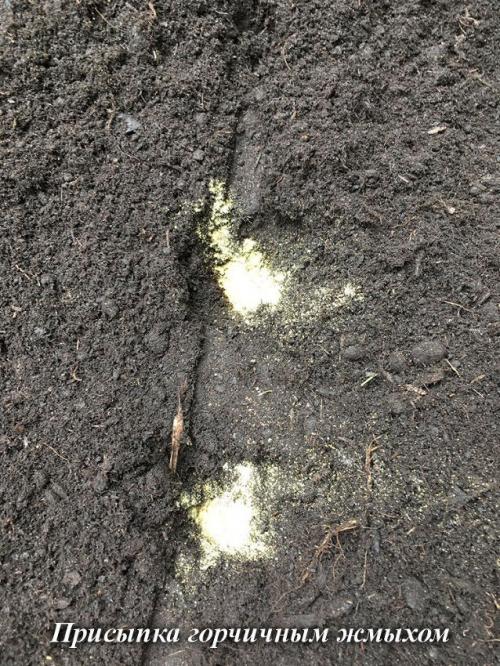 Зимний чеснок: простой способ посадить его в вашем саду 15