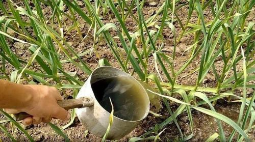 Какие методы ухода за озимым чесноком могут быть наиболее эффективными в 2025 году. Ошибки весеннего ухода за озимым чесноком, которые могут серьезно сказаться на качестве урожая