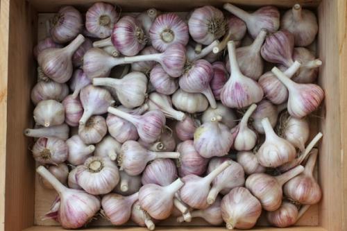 Какие сорта чеснока лучше выбрать для посадки осенью 2025 в Подмосковье. Яровые и озимые сорта чеснока для Московской области