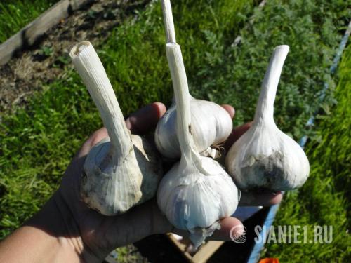 Озимый чеснок в 2025 году: как выбрать оптимальное время для посадки 22 Озимый чеснок в 2025 году: как выбрать оптимальное время для посадки 22