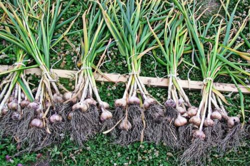Какие сорта чеснока лучше выбрать для посадки осенью 2025 в Подмосковье. Яровые и озимые сорта чеснока для Московской области