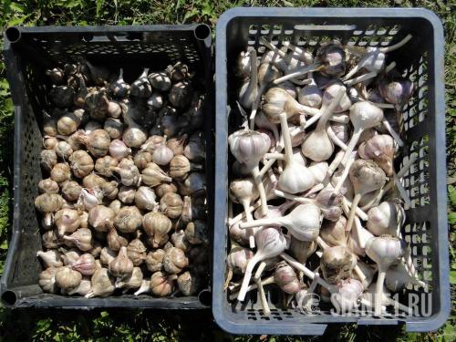 Озимый чеснок в 2025 году: как выбрать оптимальное время для посадки 27 Озимый чеснок в 2025 году: как выбрать оптимальное время для посадки 27