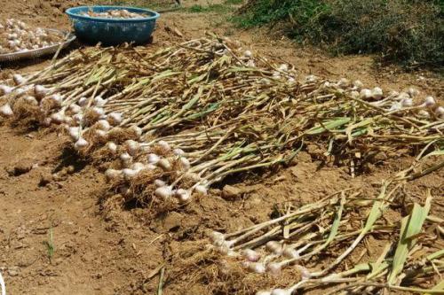 Как обеспечить достаточный урожай чеснока осенью 2025 в Подмосковье. Когда нужно выкапывать чеснок в московской области в 2025 году