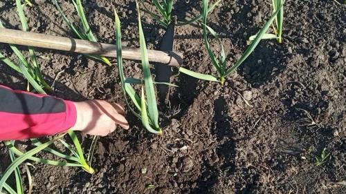 Какие методы ухода за озимым чесноком могут быть наиболее эффективными в 2025 году. Ошибки весеннего ухода за озимым чесноком, которые могут серьезно сказаться на качестве урожая