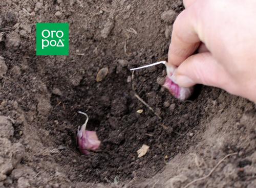 Зимний чеснок: простой способ посадить его в вашем саду 05