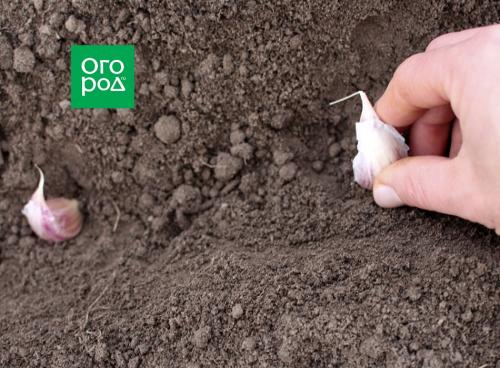 Зимний чеснок: простой способ посадить его в вашем саду 02